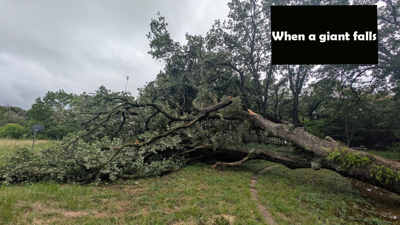 A giant falls, storm damage on the farm
