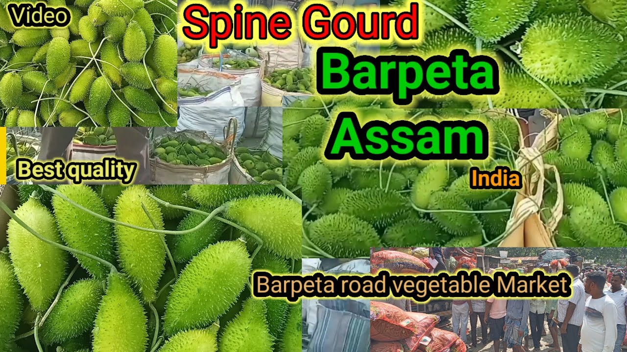 Spiny gourd/Best quality/BPRD vegetable Market/largest producer in Assam (India)/@globalvideos8725