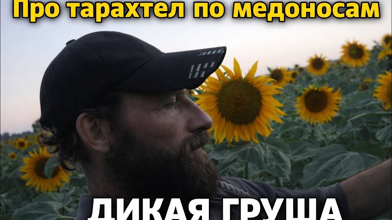 Медоносы вдоль дороги Лучшая груша