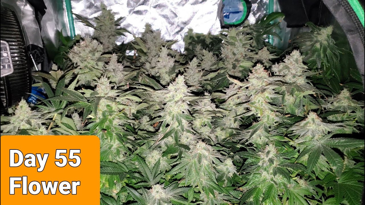 2x2x4 Grow Tent days 50-55 of the Flowering stage of my own strain under the Mars Hydro SP150