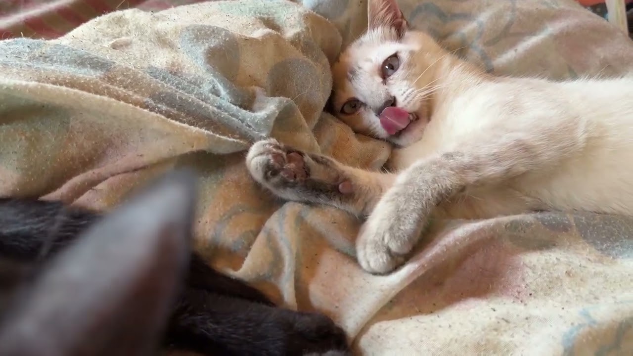 シャムネコの雫。布団にて。黒猫の黒夢に、ちょっかいを出したり、可愛い仕草したり。おてんば全開ｗ