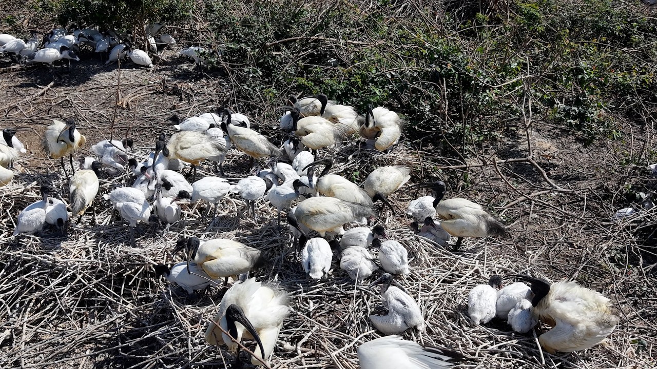 So Amazing Of Bird Life In Avian Flooded Tree So Precious Ep4