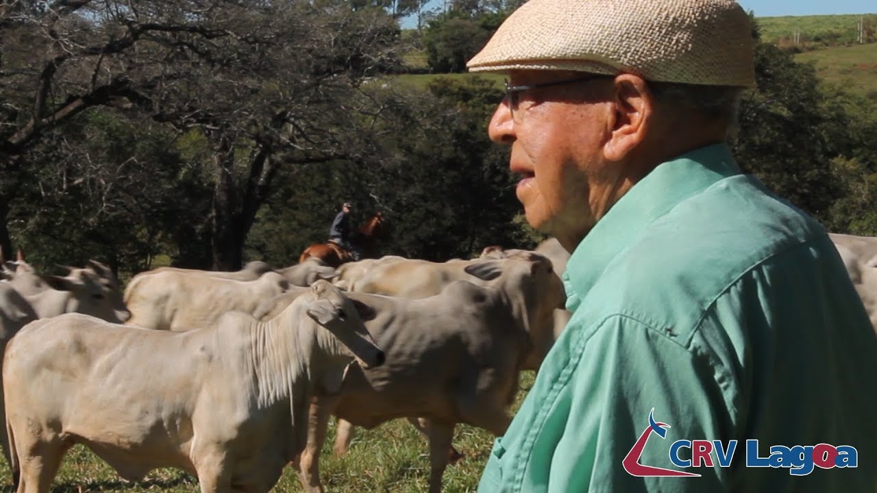 Fazenda Mundo Novo: Parceria no fornecimento de genética linhagem Lemgruber