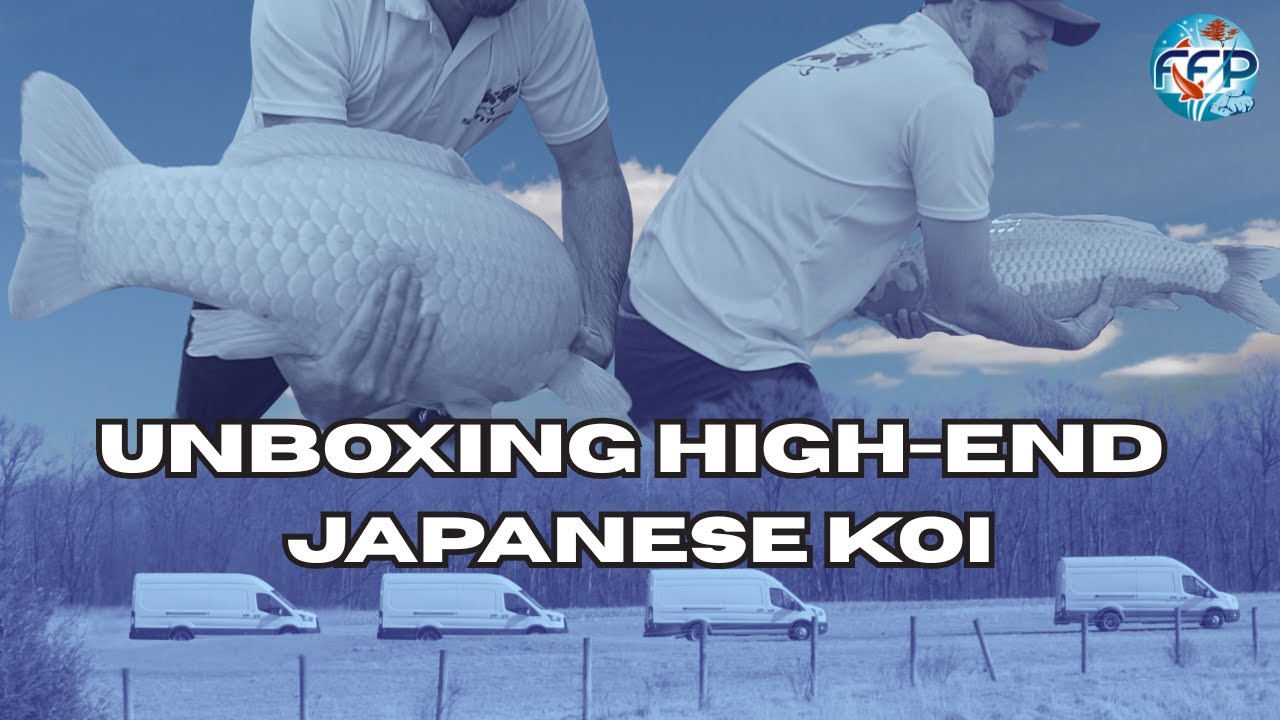 OUR MOST EXPENSIVE KOI SHIPMENT THIS SEASON