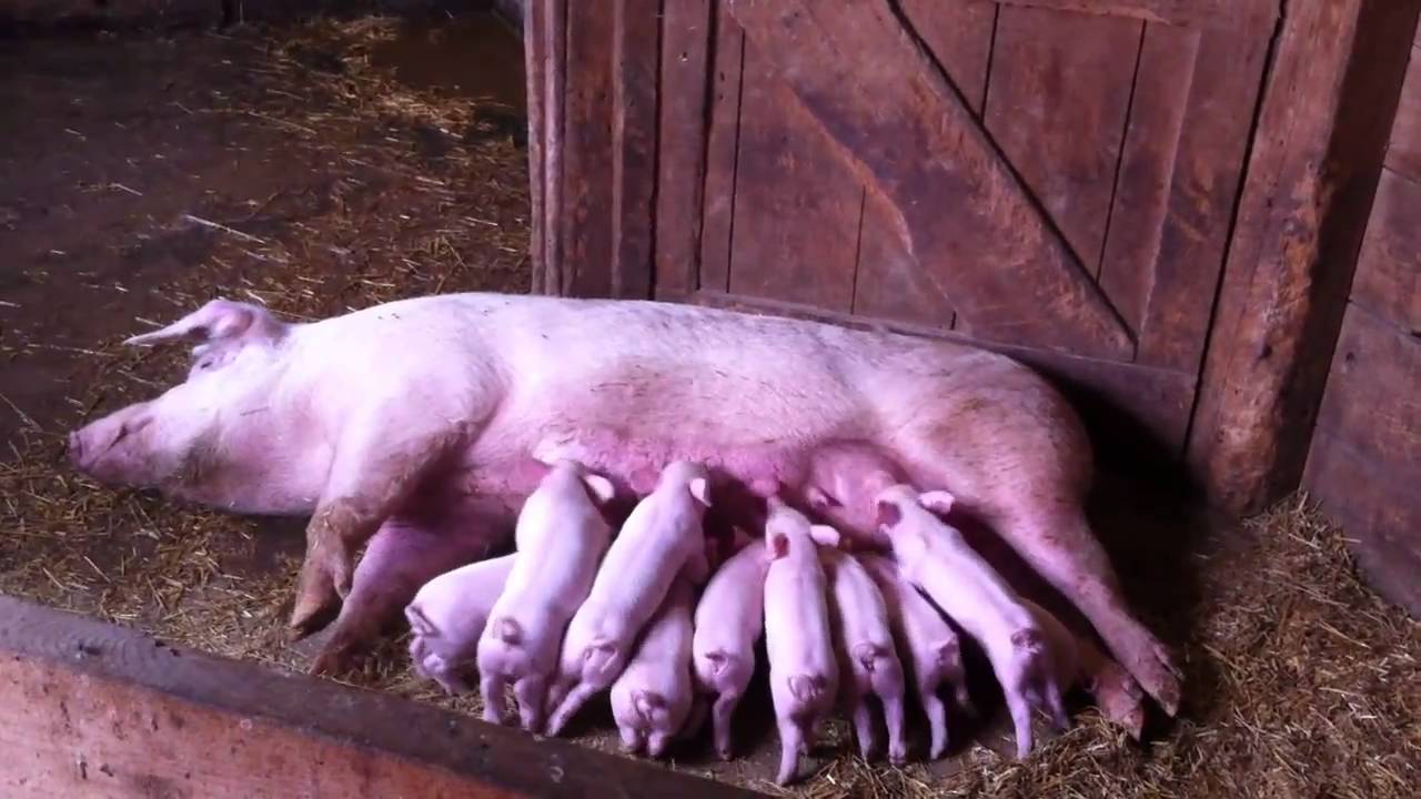 Piglets feeding