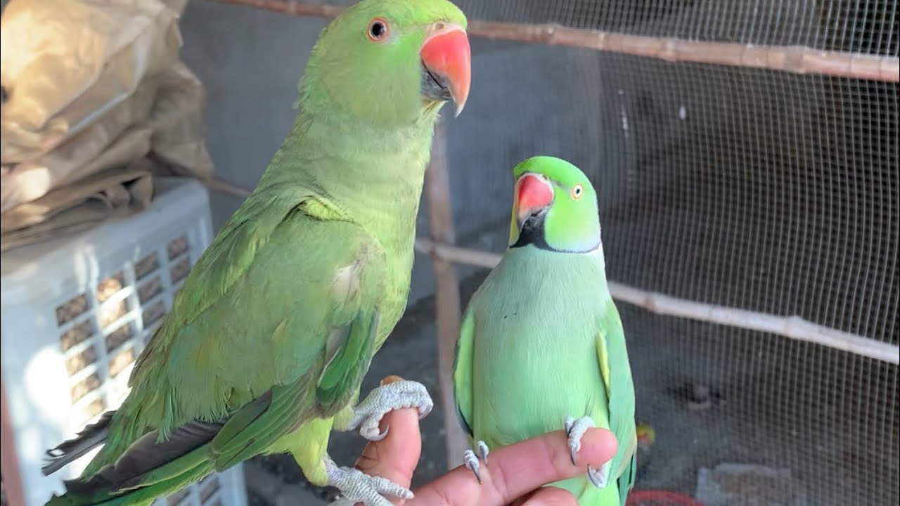 Talking parrots green talking parrots eating seeds 