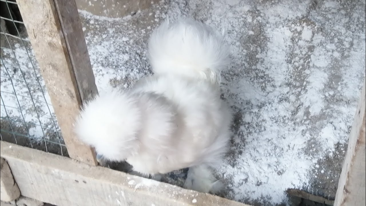 gallina silkie o sedosa