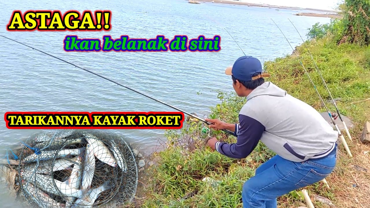 ASTAGA!!MANCING BELANAK DI SPOT ANTI BONCOS!TARIKANNYA KAYAK ROKET!!MULLET FISHING FISH