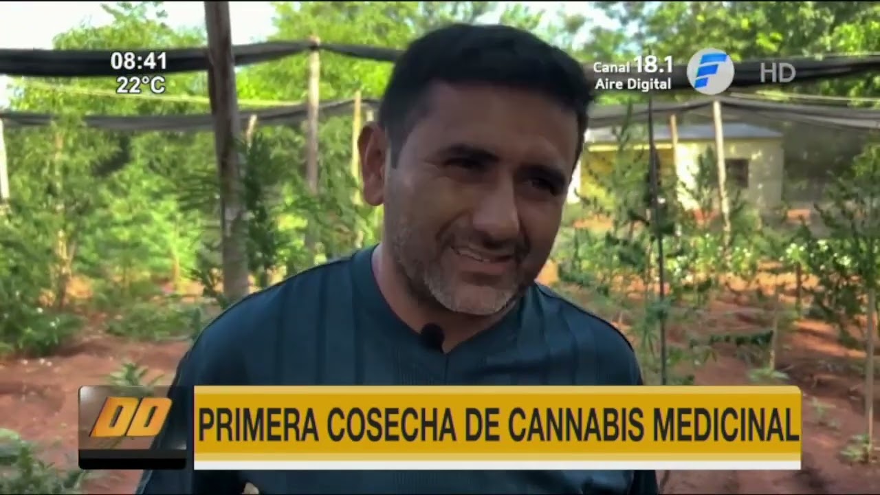 Primera cosecha de cannabis medicinal