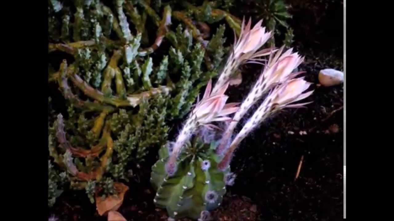 Domino Cactus Flowers, Time Lapse, Cactus Movie 12