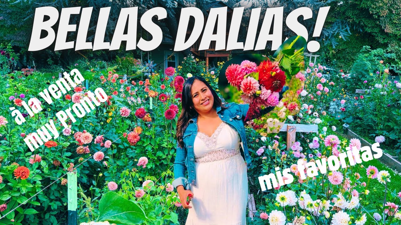 Planes para nuestras dalias/Jardín de corte 2026, ala venta muy pronto!