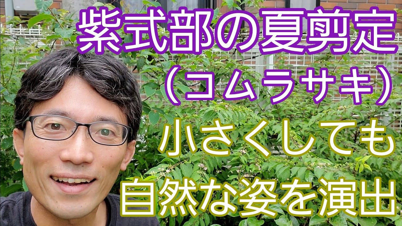 【紫式部(コムラサキ)の剪定】小さくしながら、自然な樹形にまとめる夏の手入れ🌿🎵