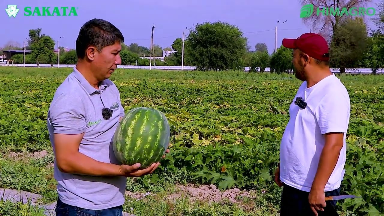 Сакатанинг синовдаги тарвузлари (Watermelon-Sakata)