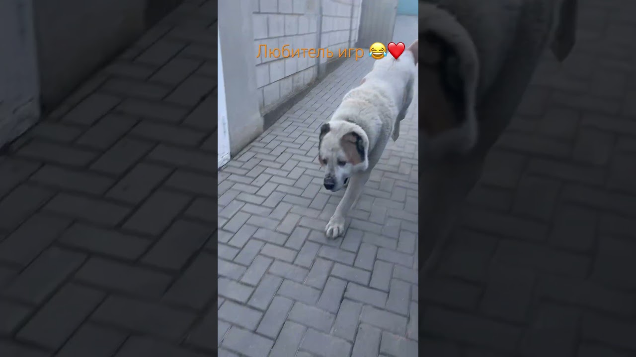 НУКТАРКА побежал играть 😂🥰 #милота #суперсобака