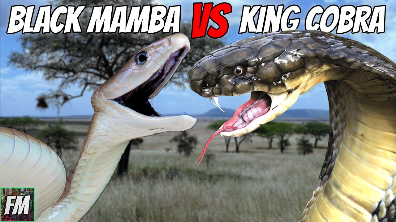 Black Mamba vs King Cobra - Which is more Dangerous?