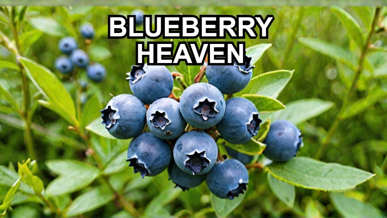 Unlock the Health Benefits of Wild Blueberries!
