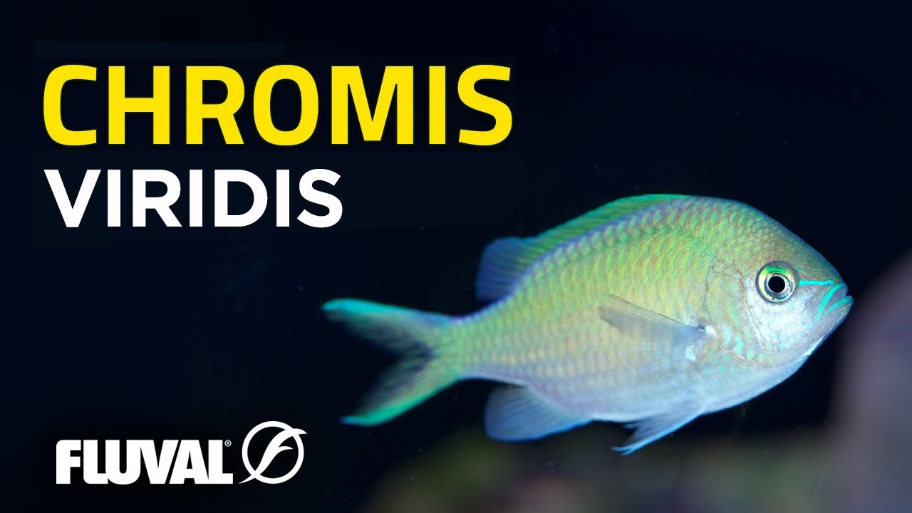 Especie Destacada Chromis viridis