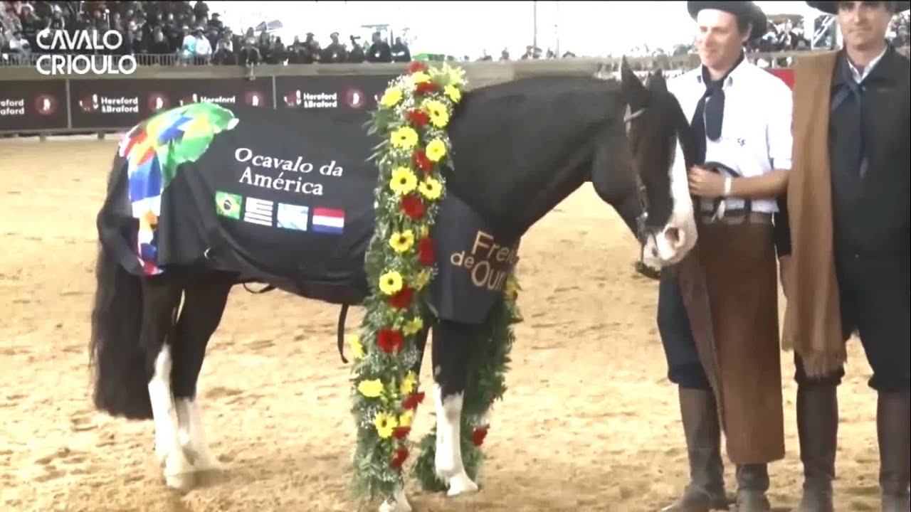 HOMENAJE  A COLIBRÍ MATRERO QUE SE RETIRÓ DE LAS PISTAS- EL MEJOR CABALLO CRIOLLO DE LA HISTORIA.