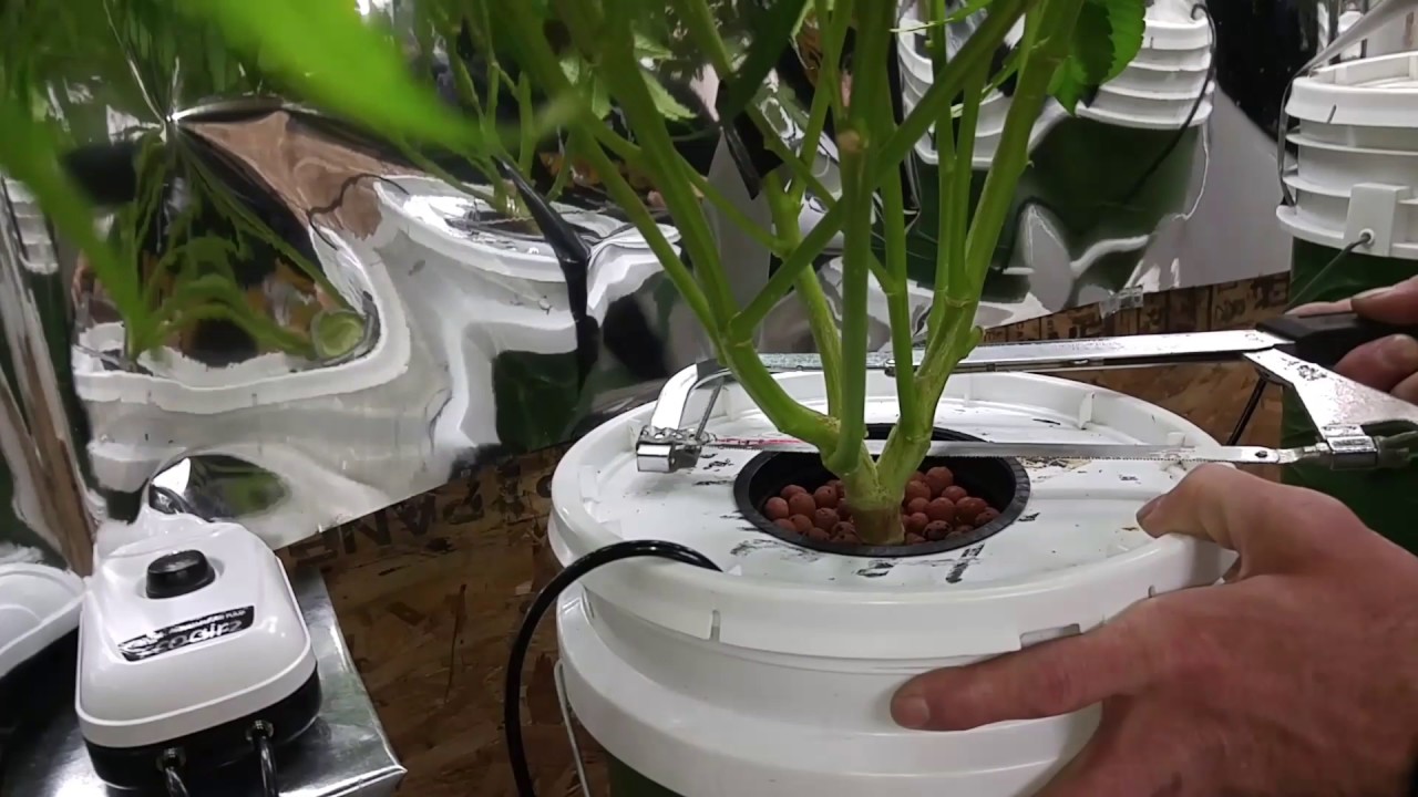Fan leaf plant gets cut