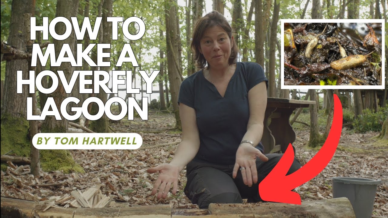 How to Make a Natural Hoverfly Lagoon