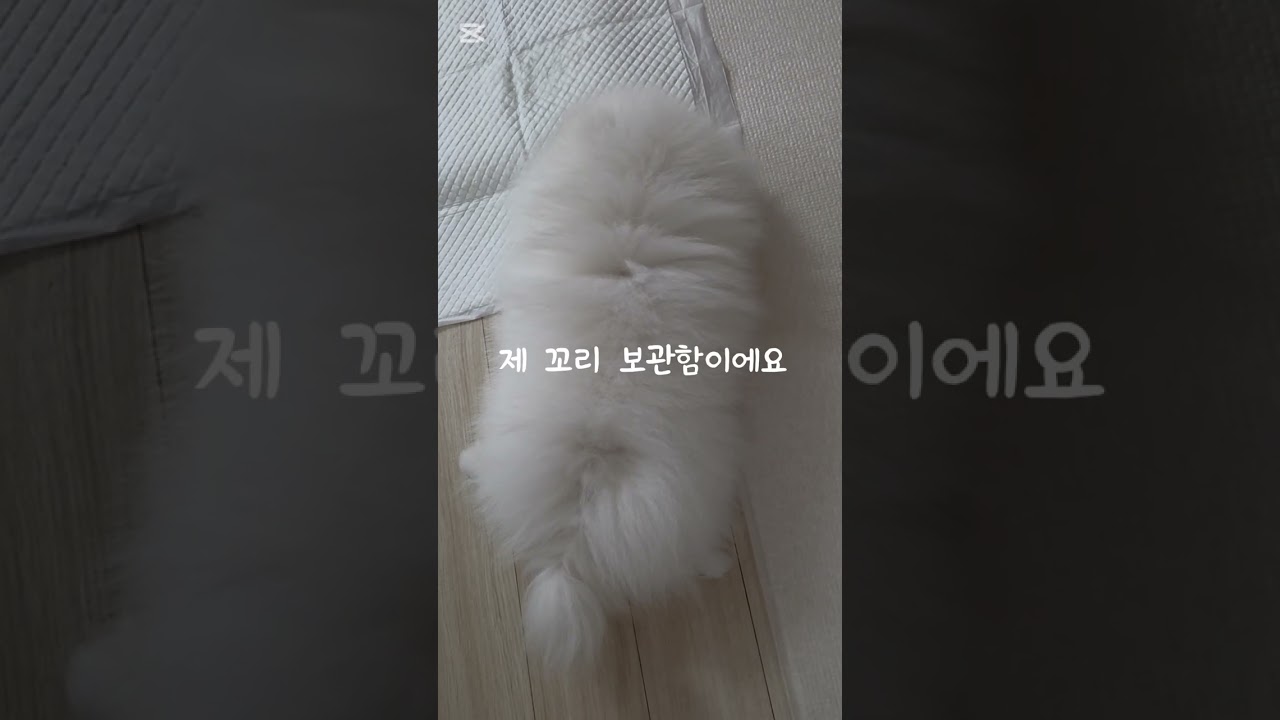 아기 포메 동이 낮잠타임