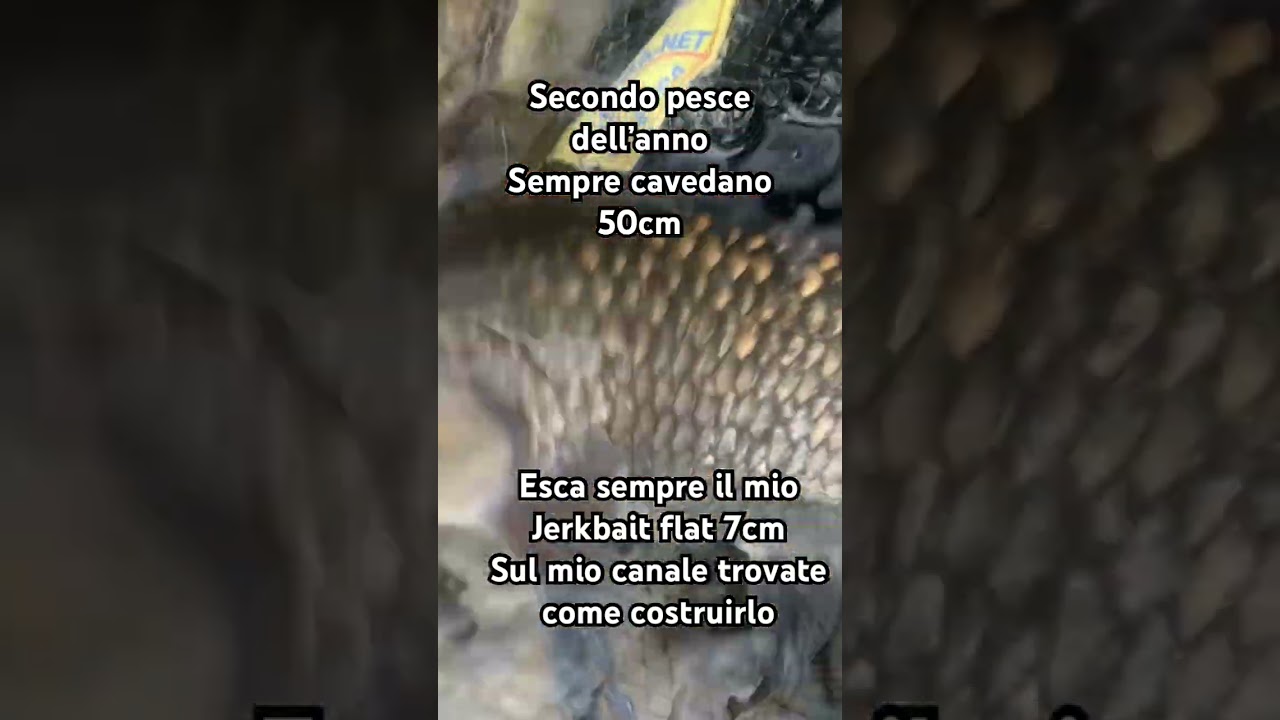 Pesca a spinning al cavedano, con Jerkbait 7cm autocostruito. #cavedano #pescaspinning #jerkbait