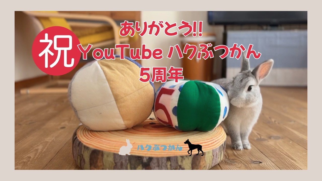 ありがとう‼　祝ハクぶつかん5周年 #うさぎ