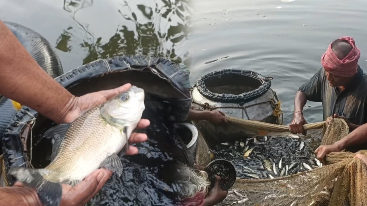 I caught small and big fish in the pond.