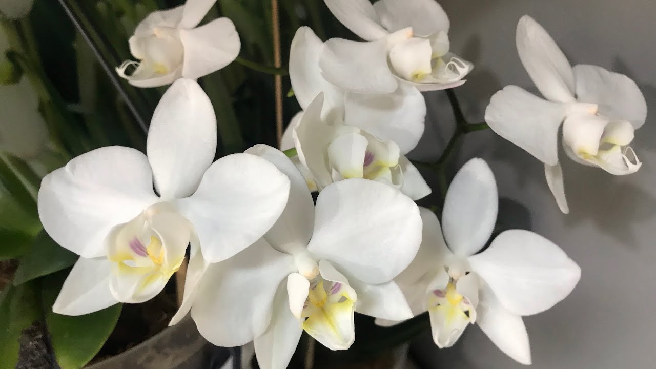 Мої природні фаленопсиси. Афродіта і амабіліси #orchid #phalaenopsis 