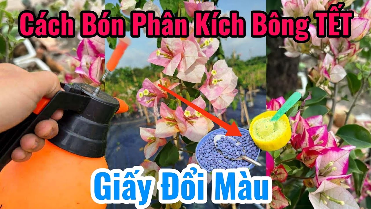 Cách Bón Phân Kích Bông TẾT. Giấy Đổi Màu ??