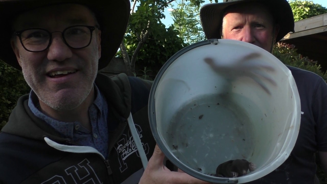 Vlog  N°149 Wauw, een mol in de tuin (levend gevangen!)