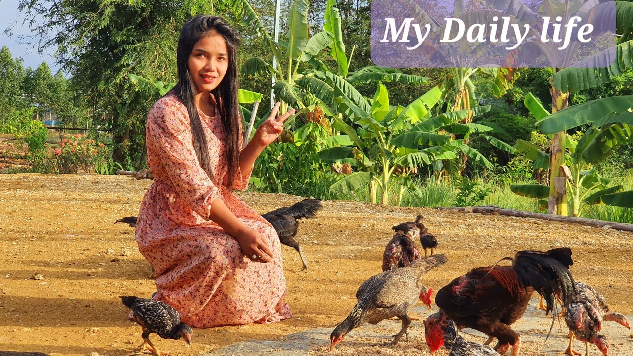 Feeding my chickens, Daily life in countryside, Cambodia