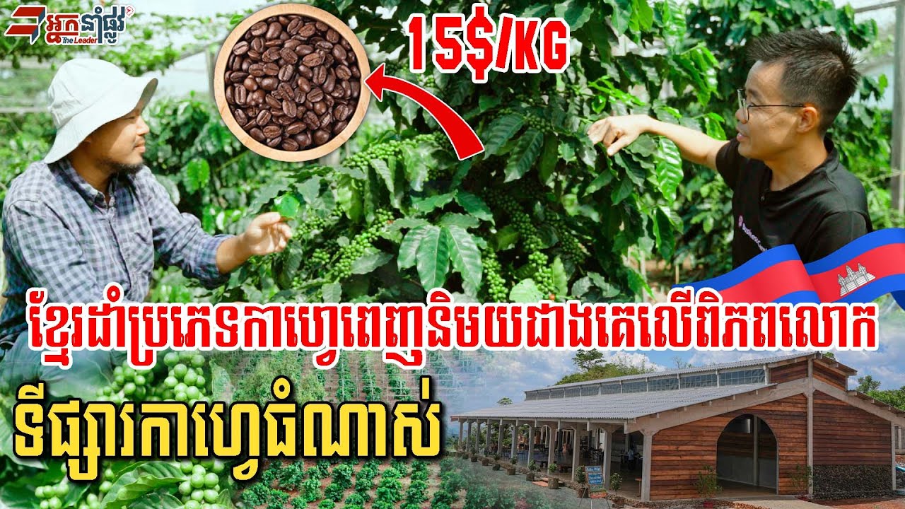 លើកទី១ហើយ​ឃើញកាហ្វេខ្មែរដាំផ្លែទ្បើងបាក់មែក!!!!បេីមិនបានឃេីញផ្ទាល់គឺមិនជឿទេ