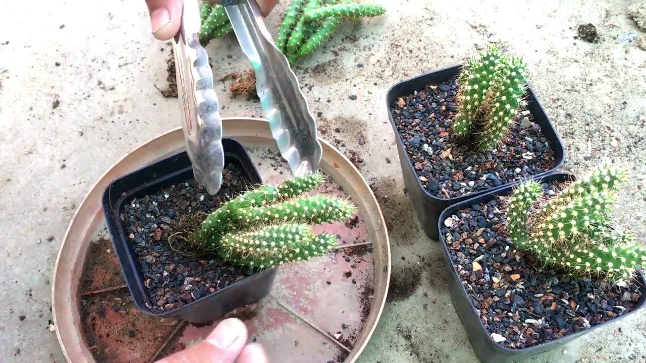 Cylindropuntia spinosior Cactus Care | Cactus Lover | Garden Hobby | Gardening ideas for Home