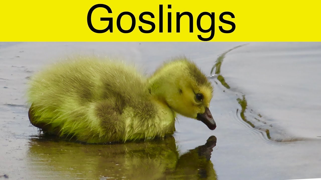 My Morning with a Canada Geese Family with 5 Goslings