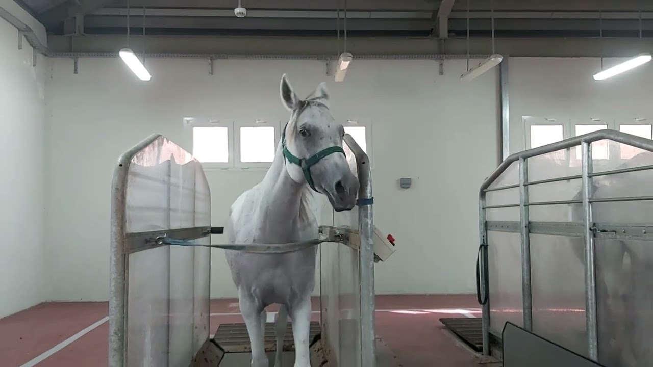 Best horse trainer #nicevideo#nice