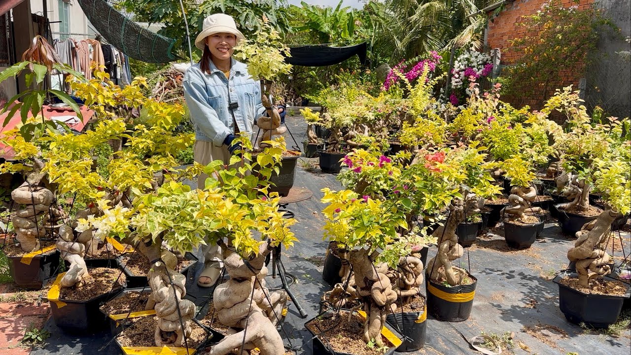 Hoa giấy giống mới siêu đẹp, nhiều loại sưu tầm giao lưu toàn quốc ☎0825.343.386 Nguyễn Thắng