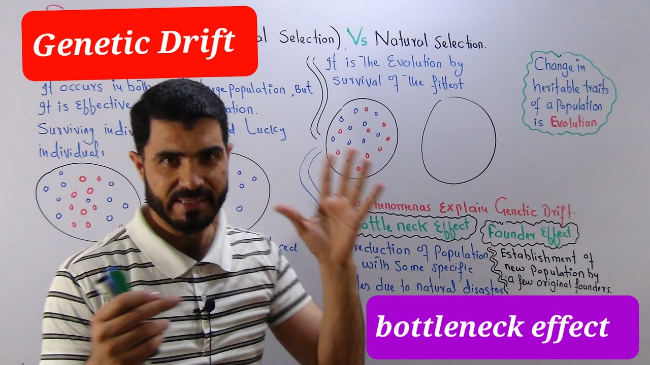 L-11 Genetic drift  Explained / Bottleneck Effect and founder effect Neutral Selection
