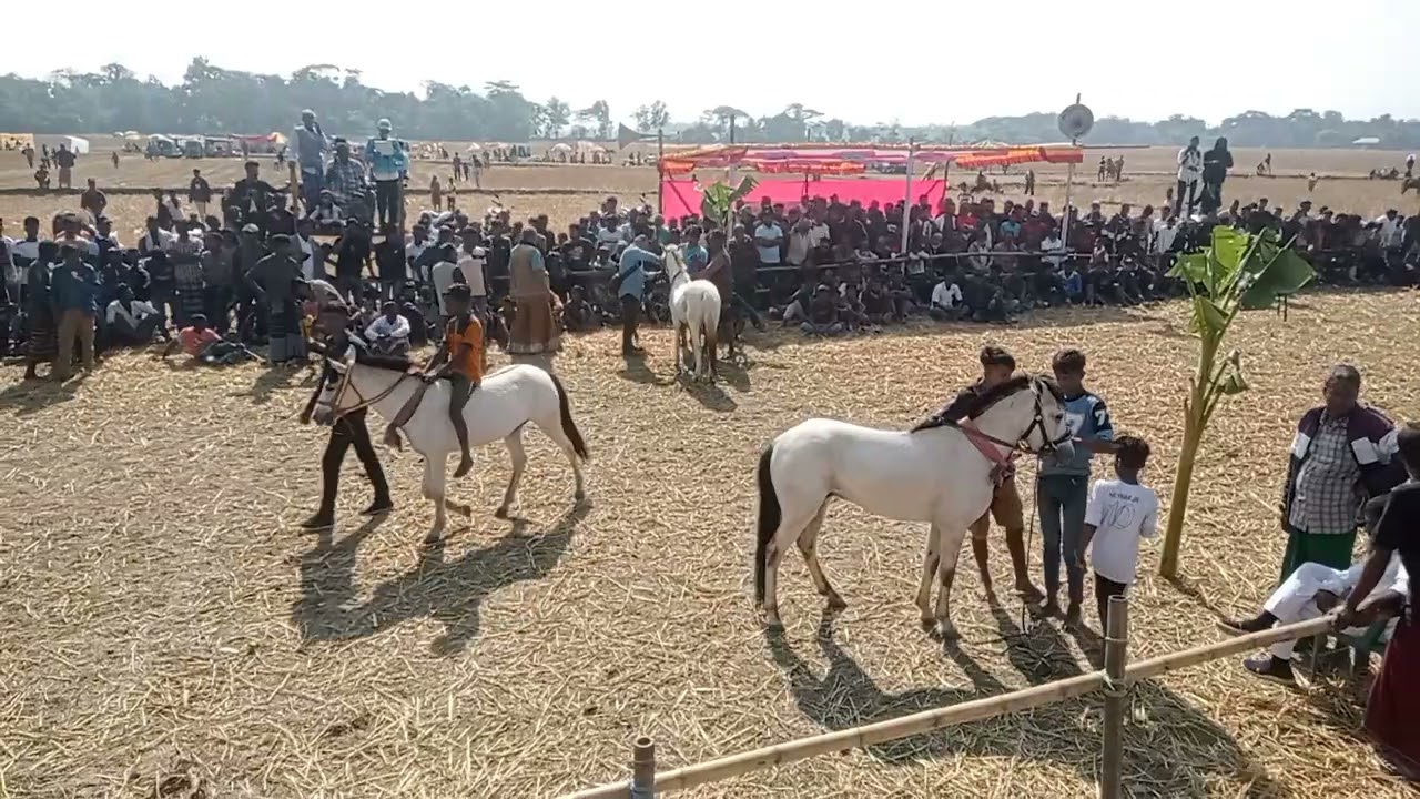 বিশ্বনাথ দৌলতপুর পশ্চিমের মাঠে, ২য় দিনের ঘোড়দৌড় প্রতিযোগিতা।