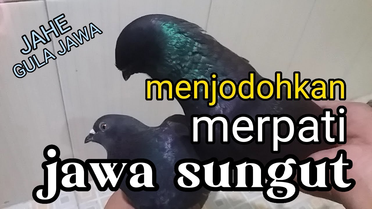 Jahe & gula jawa untuk menjodohkan merpati sungut