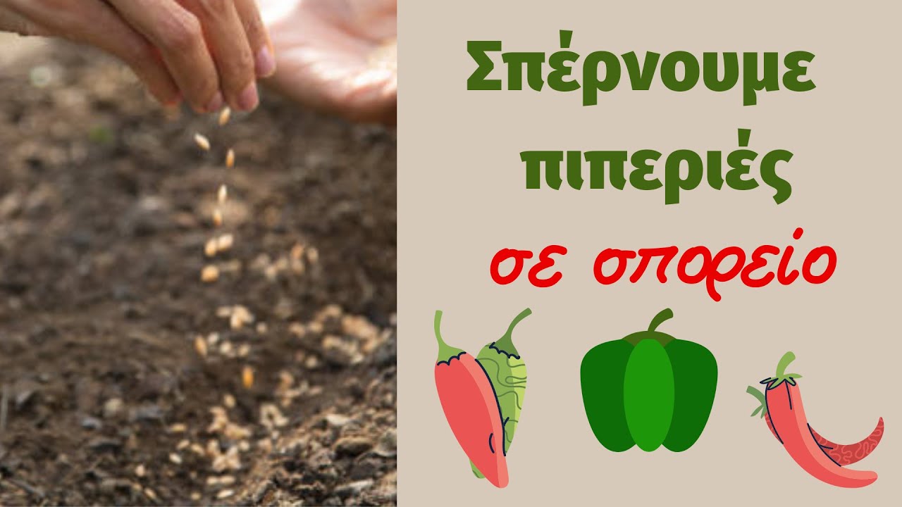 Πως σπέρνουμε διάφορα είδη πιπεριάς σε σπορείο μέσα στο σπίτι