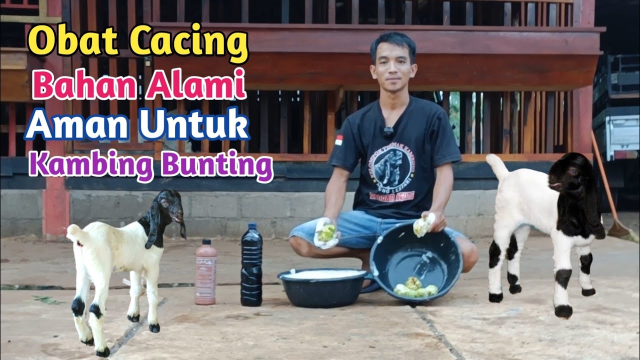 Mengatasi Kambing Cacingan Dengan Cara Mudah