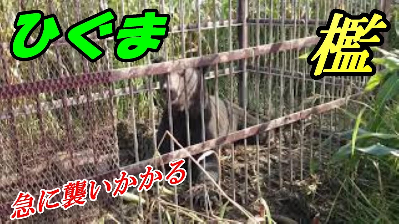ヒグマは急に襲いかかる