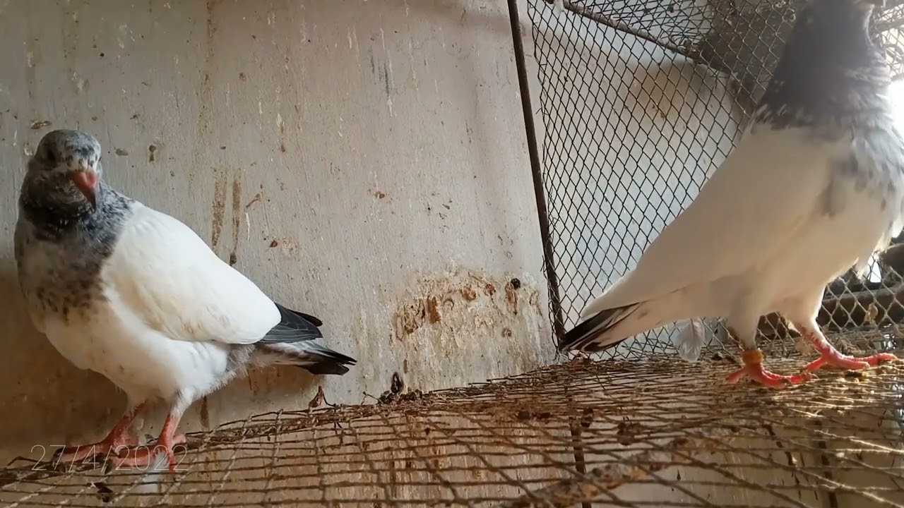 Sobuj gola pigeon with baby's.❤️🥰💝