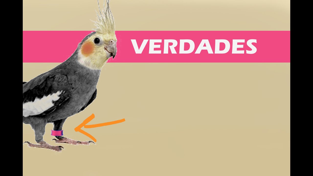 Verdades sobre as anilhas