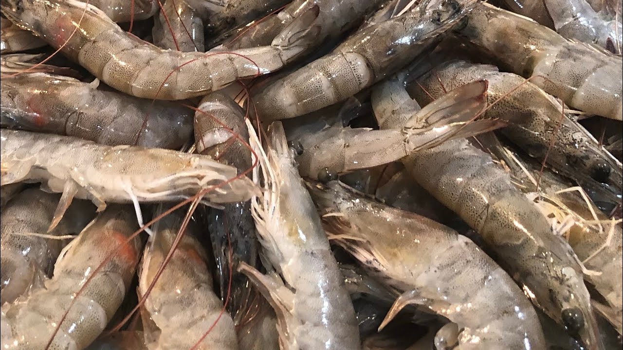 Ensinando a comprar o camarão fresco ( e como congelar)