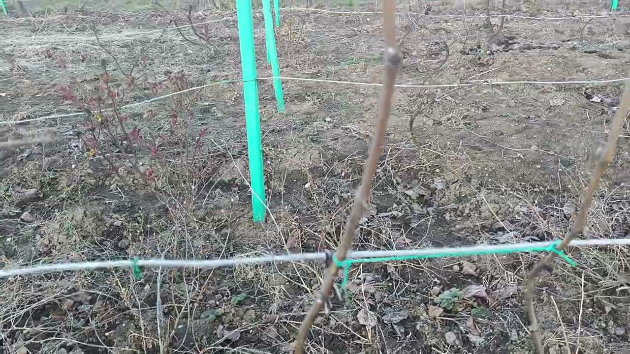 Mi&eacute;rt nem hajtom le oldalra a vesz&ouml;ket metsz&eacute;s ut&aacute;n 🍇