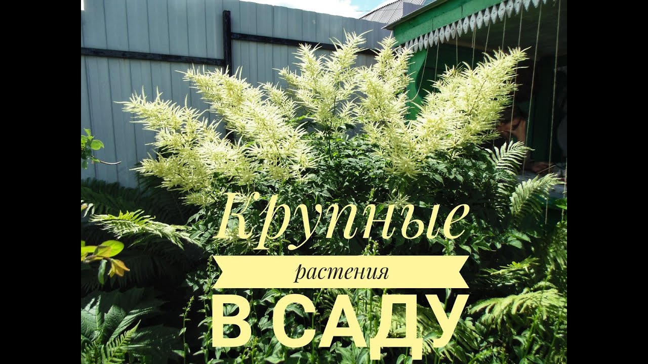 КРУПНЫЕ РАСТЕНИЯ В САДУ