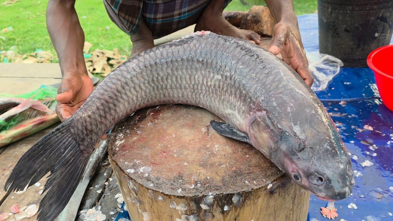 Live Fish Cutting Bangladesh | Fresh Big Fish Cleaning & Cutting | Sayed Abir Fishing