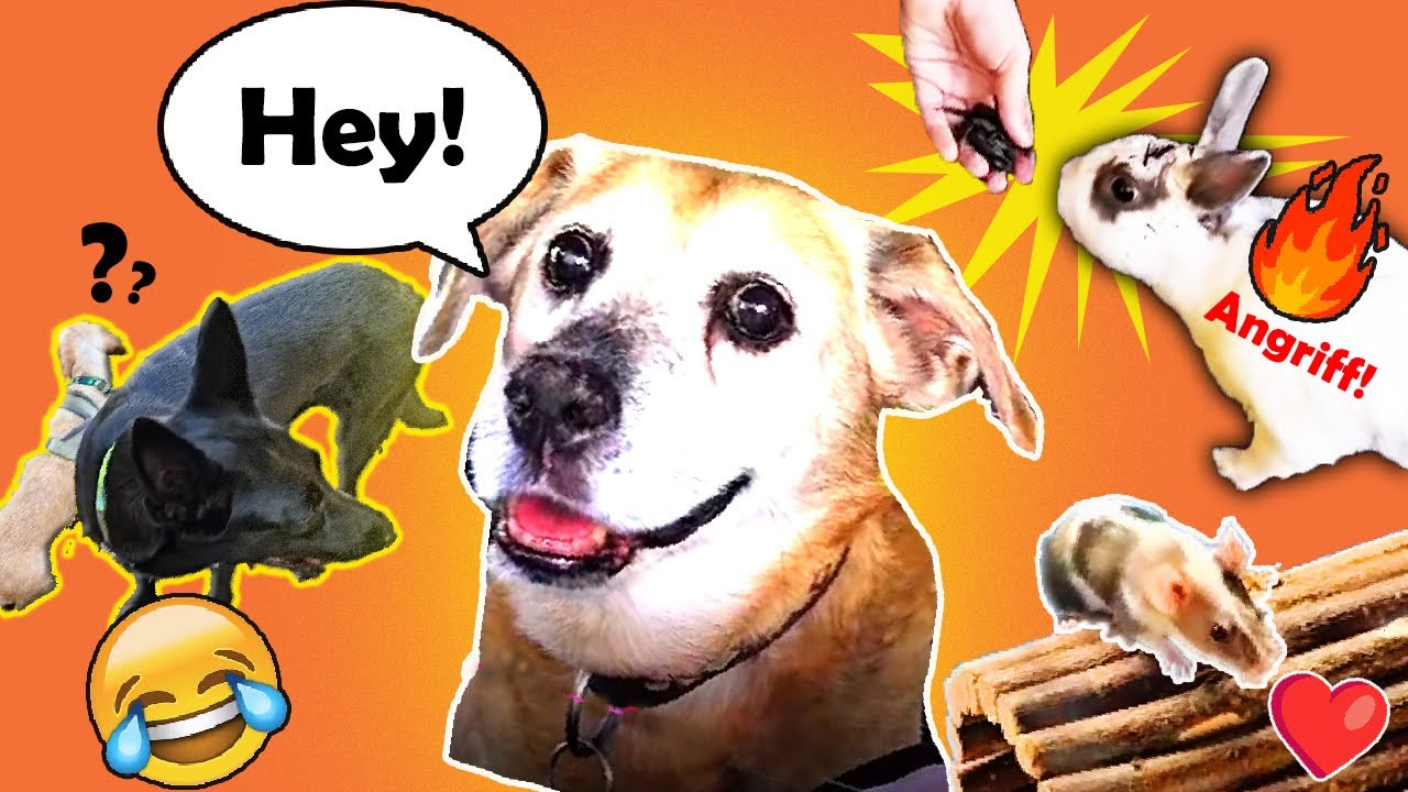 Zurück aus dem Urlaub 🏡 | Kaninchen-Stress 🐰 Futter Fail bei Hunden 🐕 Ara ist zurück 🐁 Mäuse Gehege